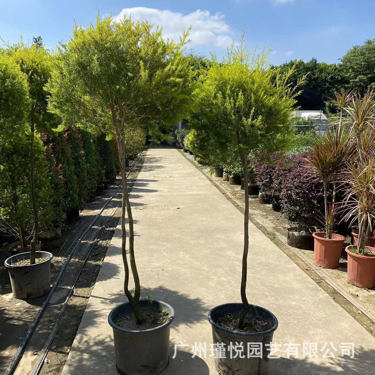 黄金香柳室内装饰盆栽景观植物大型绿植落地室内外摆件橄榄树图片