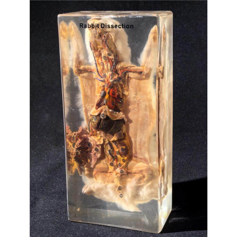 真实教学用动物标本树脂包埋解剖标本真兔蛙鱼中小学生物教学教具,文具电教/文化用品/商务用品,教学标本/模型,淘宝优惠券,粉丝福利购,淘宝优惠卷