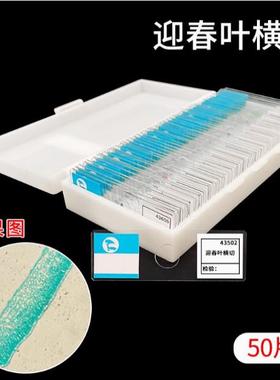 皖南43221 迎春叶横切生物切片显微镜标本实验玻片装片教学人血