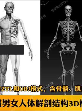 zbrush扫描男女人体肌肉骨骼3D模型 OBJ解剖结构3dmax男女医学用