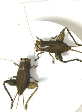 中国非遗棕编蟋蟀手工小