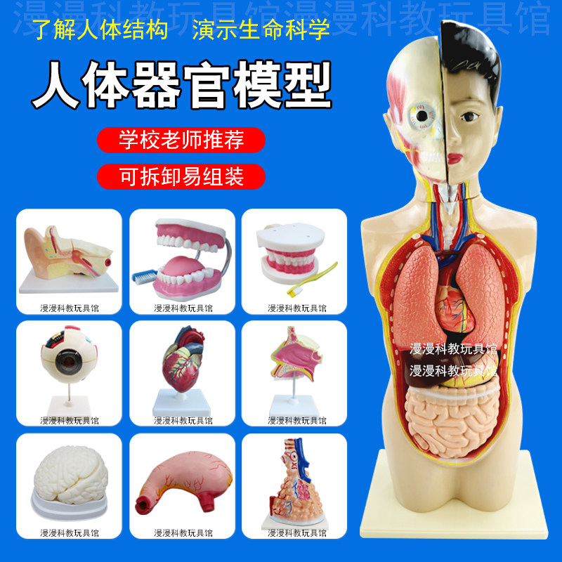 人体器官模型结构解剖可