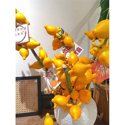 五代同堂黄金果鲜切枝鲜
