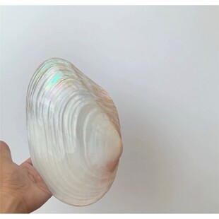 手工抛光贝壳天然装饰创意贝壳收纳盘大蚌壳多种颜色贝壳果盘