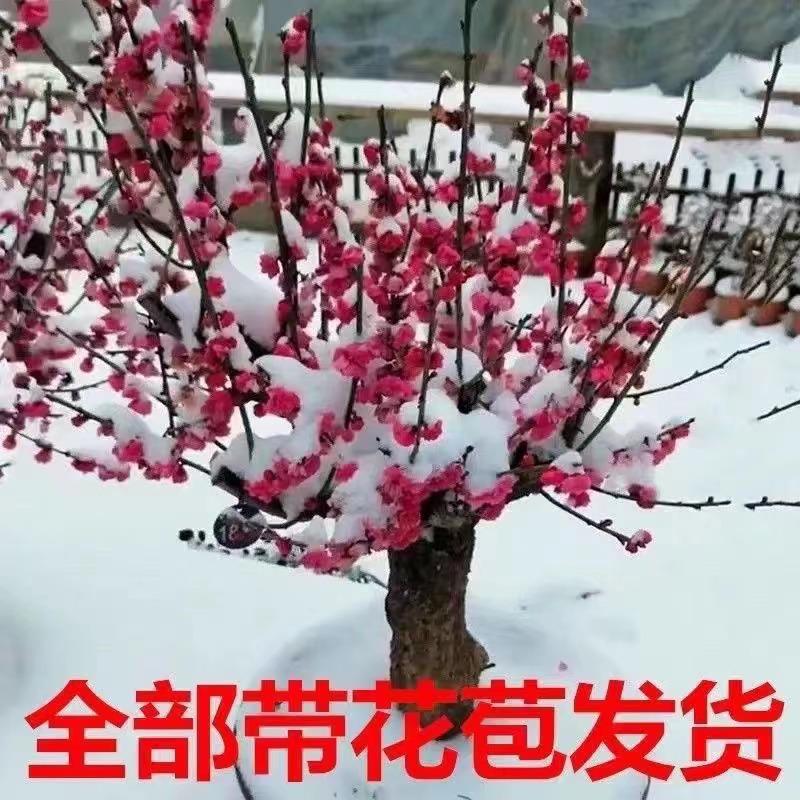 梅花树苗原生红梅树盆栽盆景腊梅花树苗绿梅老桩庭院地栽树苗耐寒