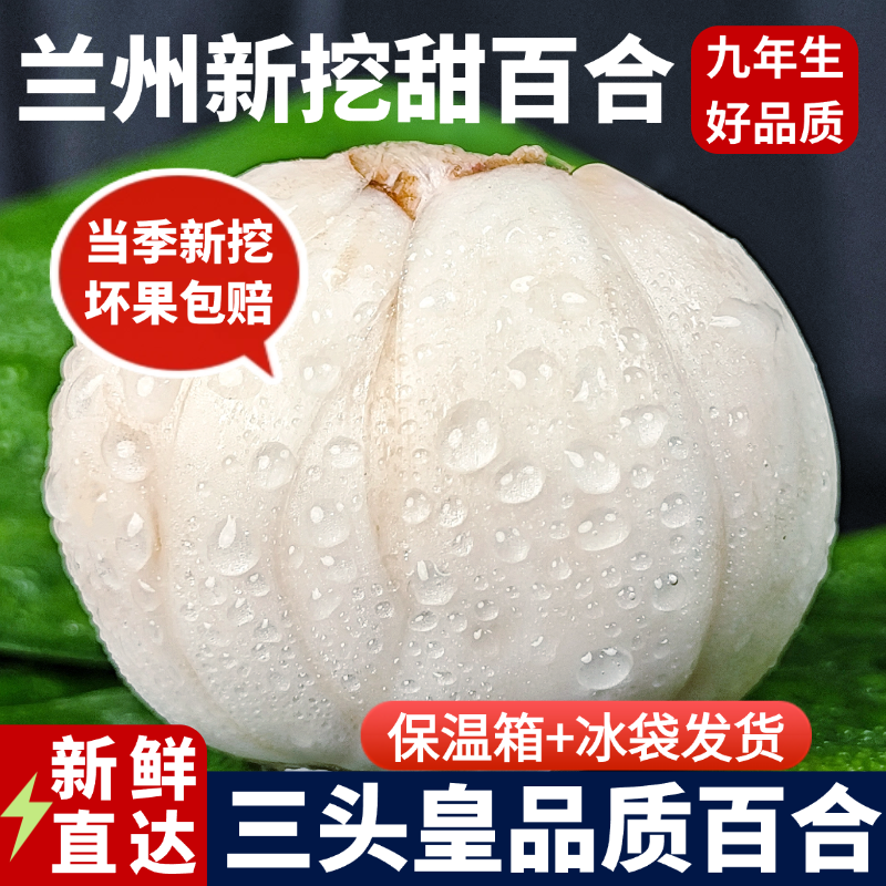 兰州新鲜百合甘肃特产新挖甜鲜百合生白合食用特煮粥级非百合干