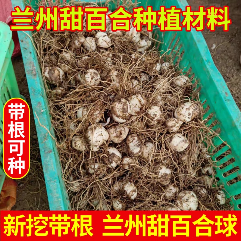兰州新鲜百合球新挖新鲜甜百合甘肃百合球可食用花带根农家百合球