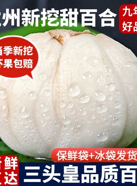 兰州新鲜百合甘肃特产新挖甜鲜百合生白合食用特煮粥级非百合干