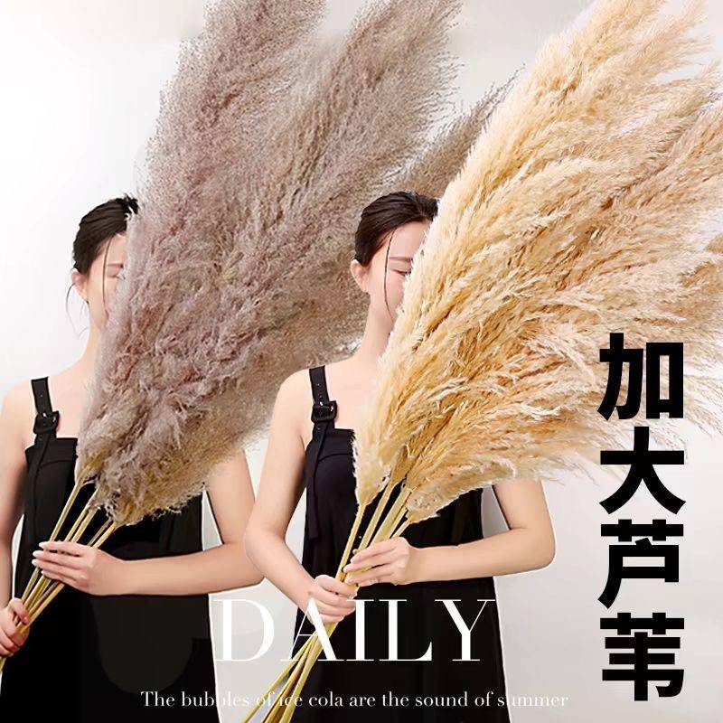 天然芦苇干 干燥花花束真花客厅摆设落地室内ins摆件永生天然蒲苇