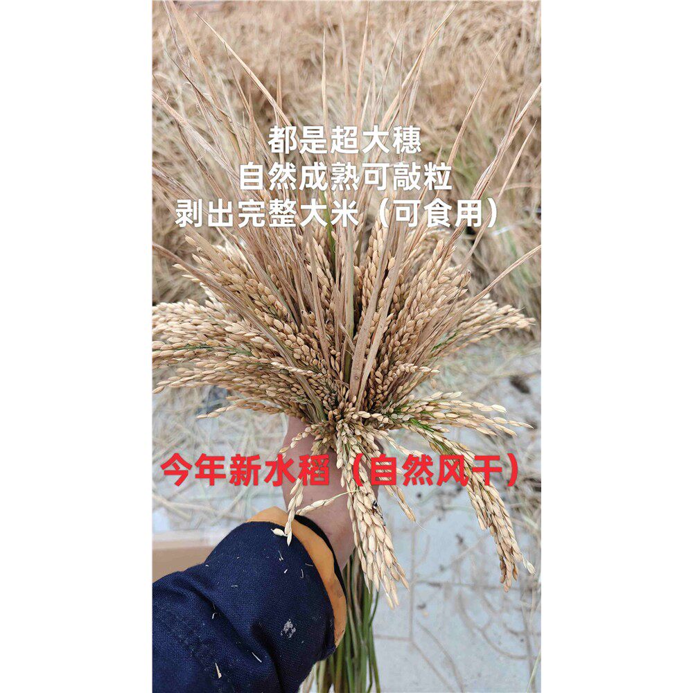 2025整棵新鲜水稻穗农作物布景丰收节拍摄影道具稻穗装饰真稻子谷