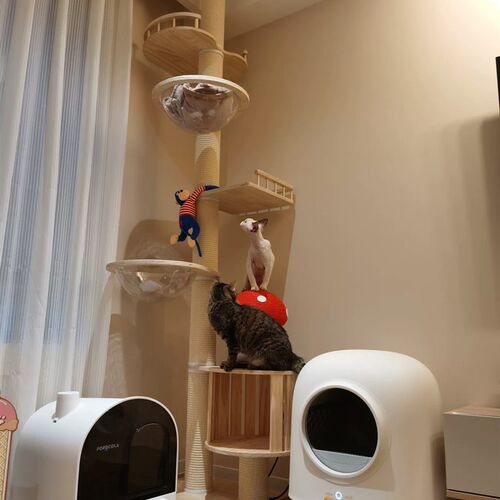 实木猫爬架通天柱顶天立地猫窝猫树一体大型不占地猫屋猫抓猫别墅