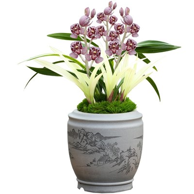 精品名贵兰花四季建兰凤舞九天室内阳台庭院好养浓香花卉绿植盆栽