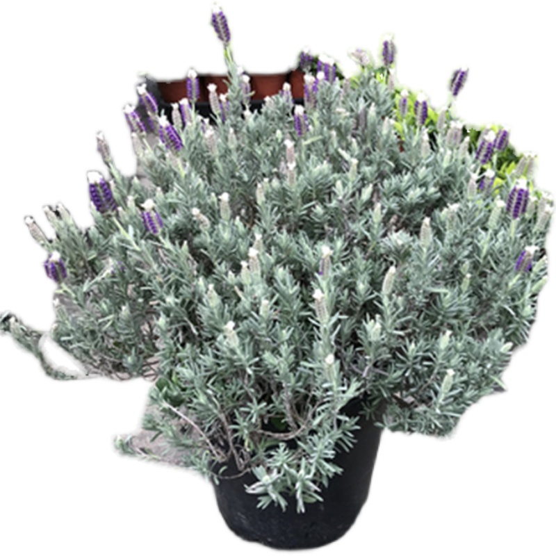法国薰衣草盆栽花卉  羽叶薰衣草多年生带花发货室内植物阳台