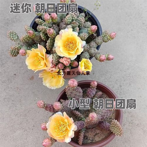 黄花小型朝日团扇 群生仙人掌 耐寒抗冻 北方露天越冬 opuntia
