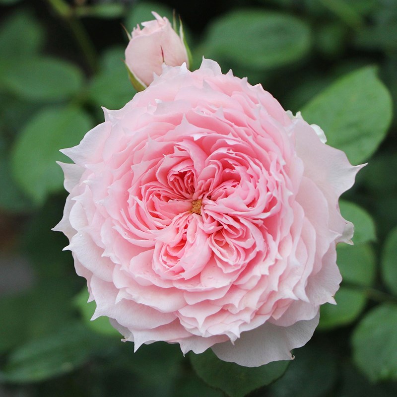 天狼月季莫妮卡戴维花园灌木大花浓香观赏性玫瑰盆栽花苗新手