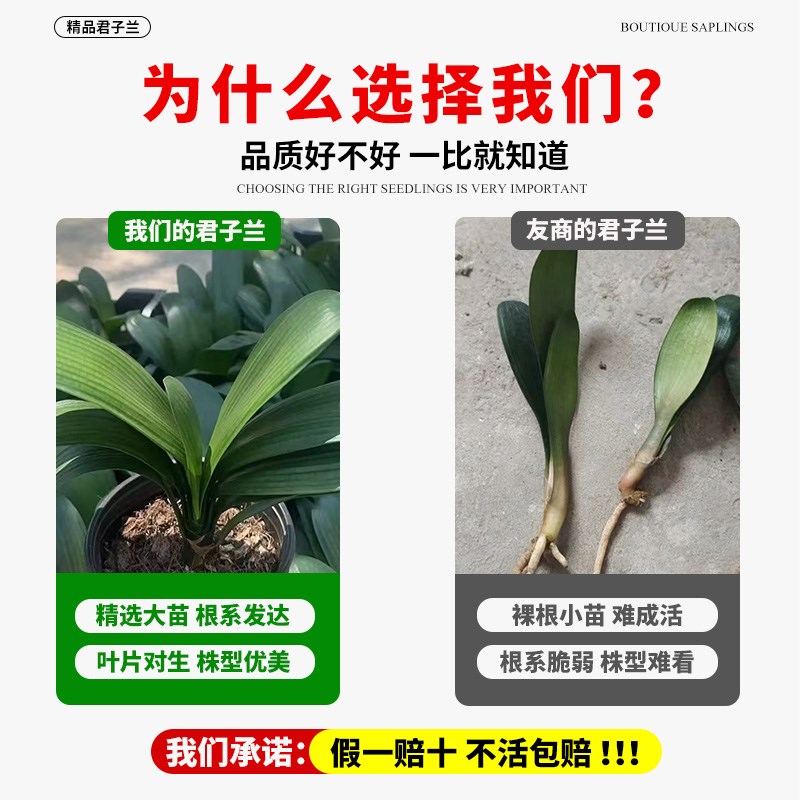 君子兰盆栽苗带花苞红色花卉客厅植物不需要阳光名贵四季好养易活