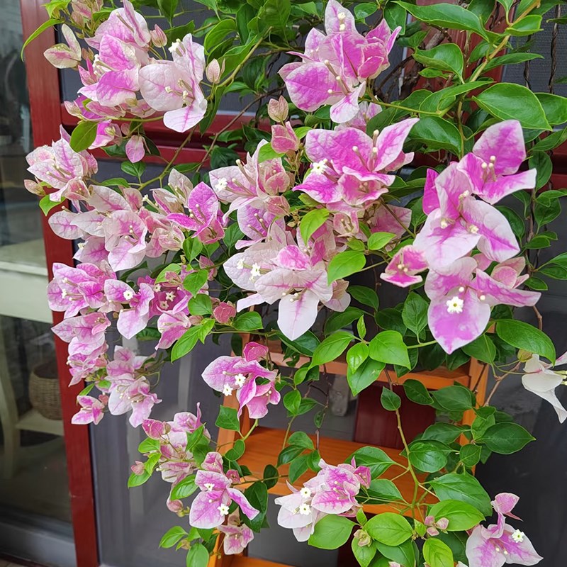 爬藤三角梅大苗高飘原生红樱高杆飘枝老桩室内盆栽庭院勤花耐热