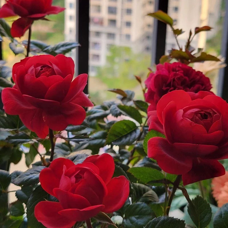 绝色果汁 爆花机器多头玫瑰月季花苗盆栽阳台庭院四季开花植物
