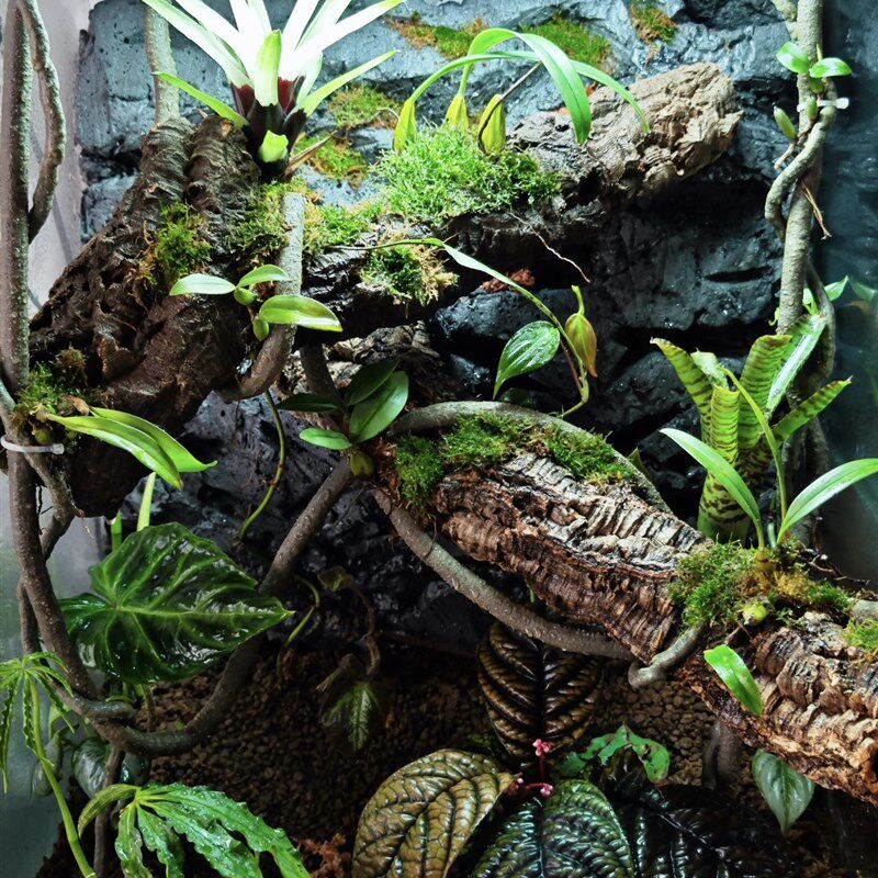 葡萄牙软木树皮树洞树桶爬虫躲避雨淋缸造景蝴蝶兰鹿角蕨板植,宠物/宠物食品及用品,爬宠躲避/造景,淘宝优惠券,粉丝福利购,淘宝优惠卷