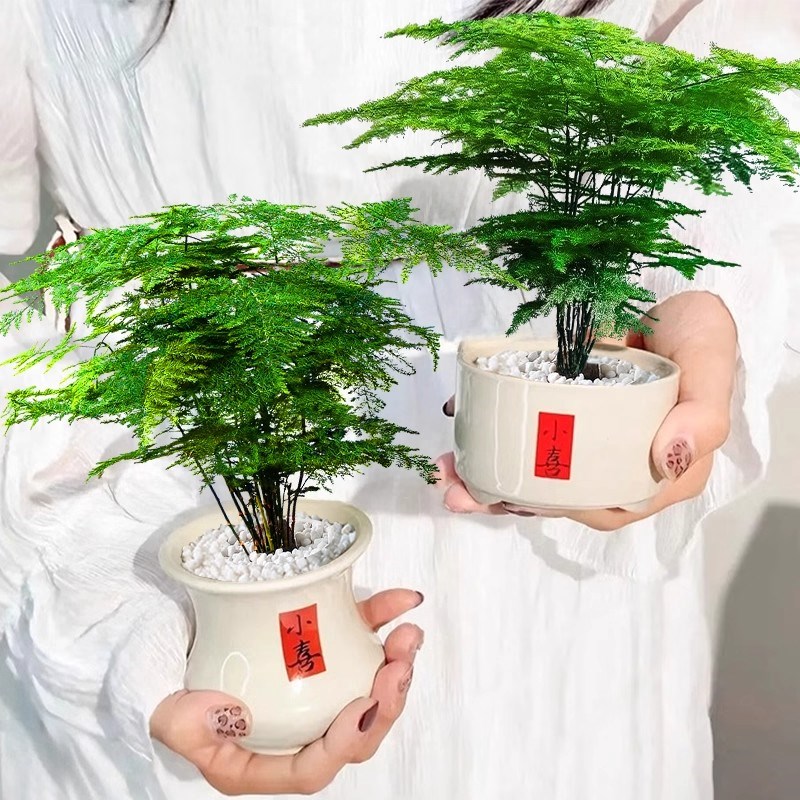 文竹盆栽办公室桌面绿植小盆景四季常青适合懒人养的植物室内好养