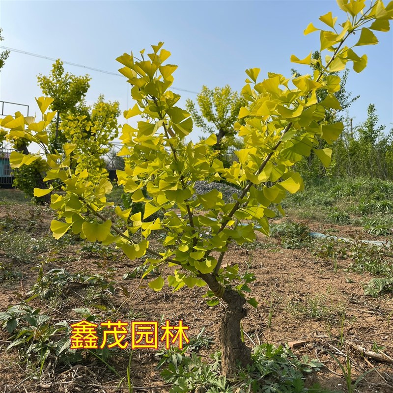 银杏盆景办公桌盆栽金叶银杏小苗造型银杏树包邮