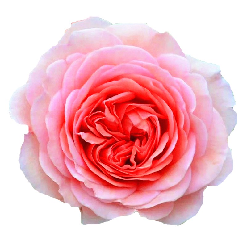 亚伯拉罕达比爬藤月季大苗浓香庭院四季蔷薇花苗藤本大花玫瑰花苗