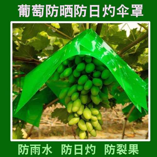 葡萄伞罩阳光玫瑰葡萄套袋专用袋伞帽防水防裂果遮阳葡萄防晒伞罩