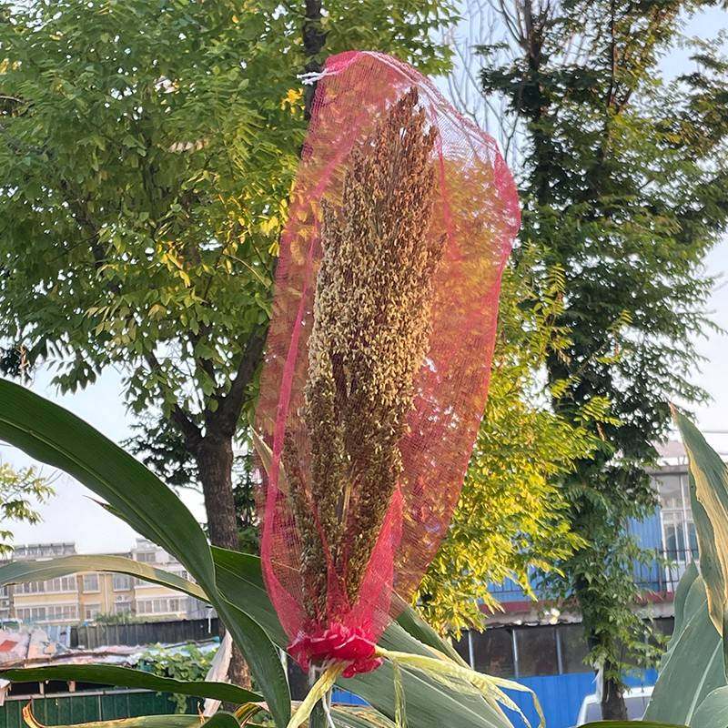 高粱套袋防鸟网葡萄农用红色白色纱网小网眼细眼防鸟吃防虫专用