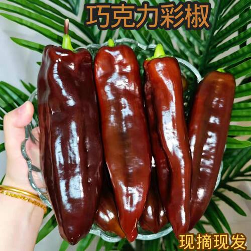顺丰巧克力水果长彩椒当季新鲜咖啡色生吃脆甜不辣纯咖黑紫色甜椒