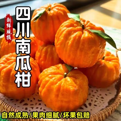 新品种正宗四川南瓜柑又名发财灯笼柑鲜果清甜大果现摘现发礼盒装