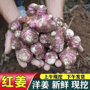 新鲜红皮洋生姜菊芋现挖甜姜鬼子姜不辣农家腌制酱菜泡菜胰岛果