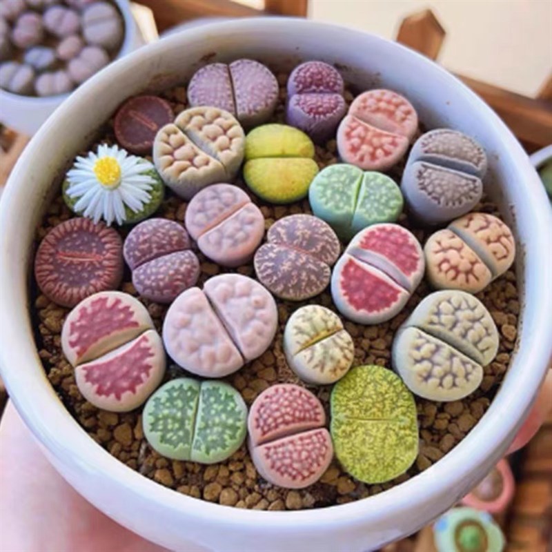 彩色生石花新手套餐组合拼盘带盆栽好 多肉植物大颗PP屁股花番杏