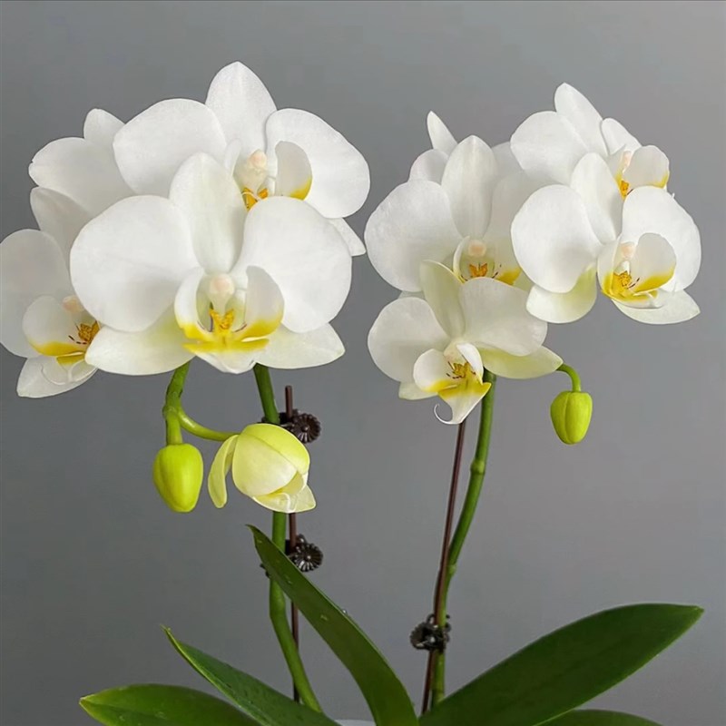 蝴蝶兰洛桑3.5寸杯多头苗不带花剑