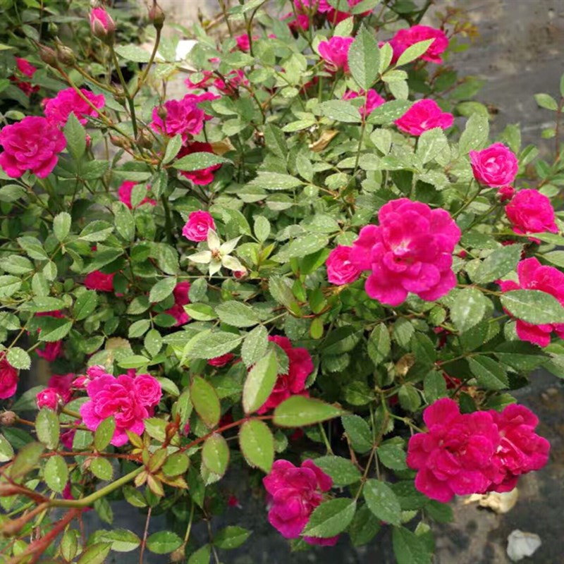 紫咲月季花苗多头阳台微型耐晒四季花卉室内盆栽绿植物须惠姬月季