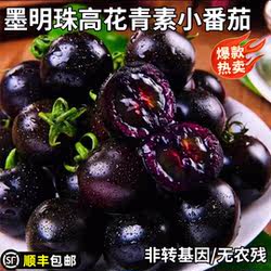 墨明珠小番茄新鲜即食高花青素黑色圣女果柿子紫色黑珍珠小西红柿