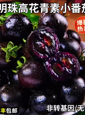 墨明珠小番茄新鲜即食高花青素黑色圣女果柿子紫色黑珍珠小西红柿