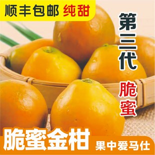 【三代脆蜜】融安金桔脆蜜金柑爆 甜多汁现摘现发新鲜顺丰包邮