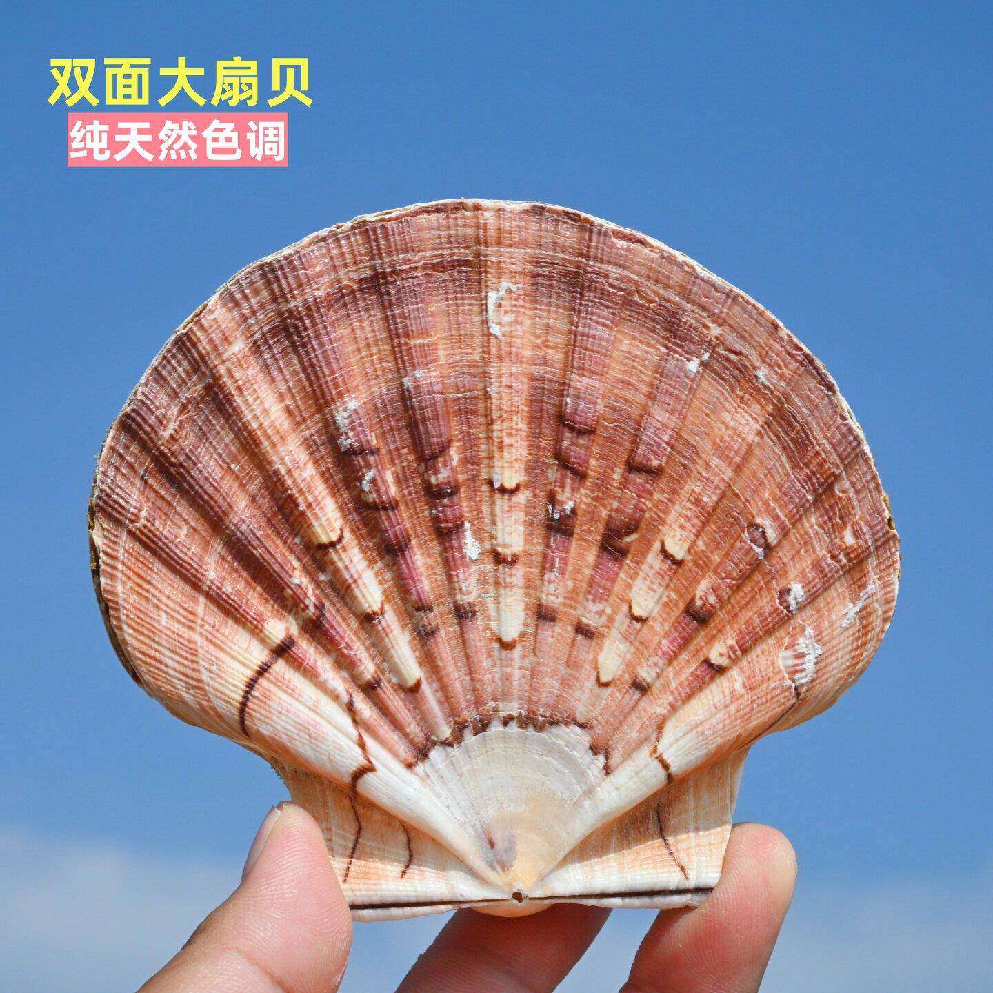 天然双面大扇贝海螺贝壳皇后贝手工diy材料家居装饰摆件收藏拍摄