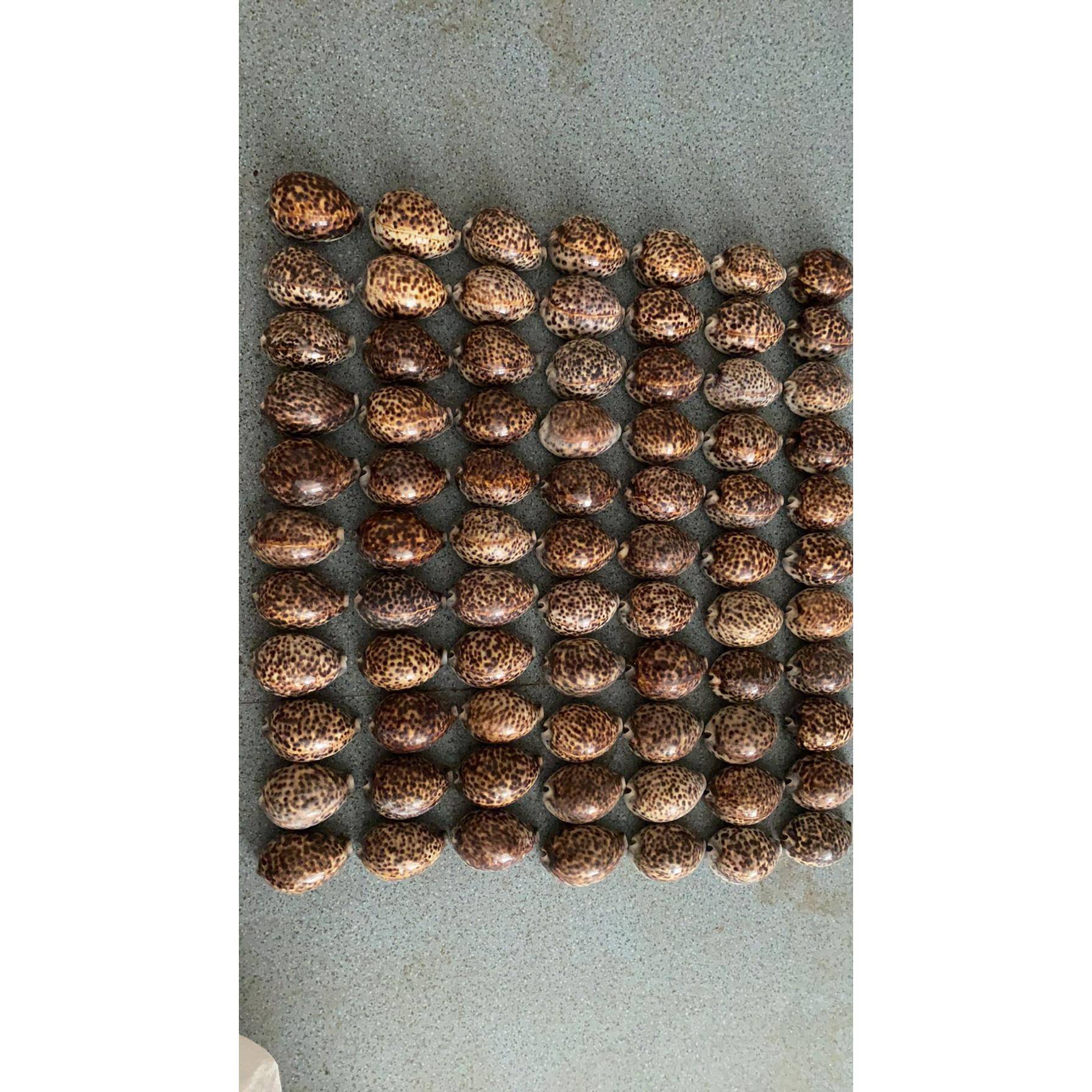 天然海螺贝壳山猫宝螺家居收藏标本装饰珊瑚鱼缸造景拍摄道具摆件图片