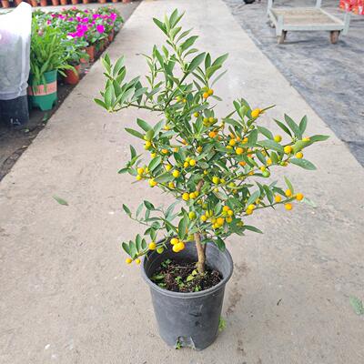 小金豆盆栽带果老桩中式