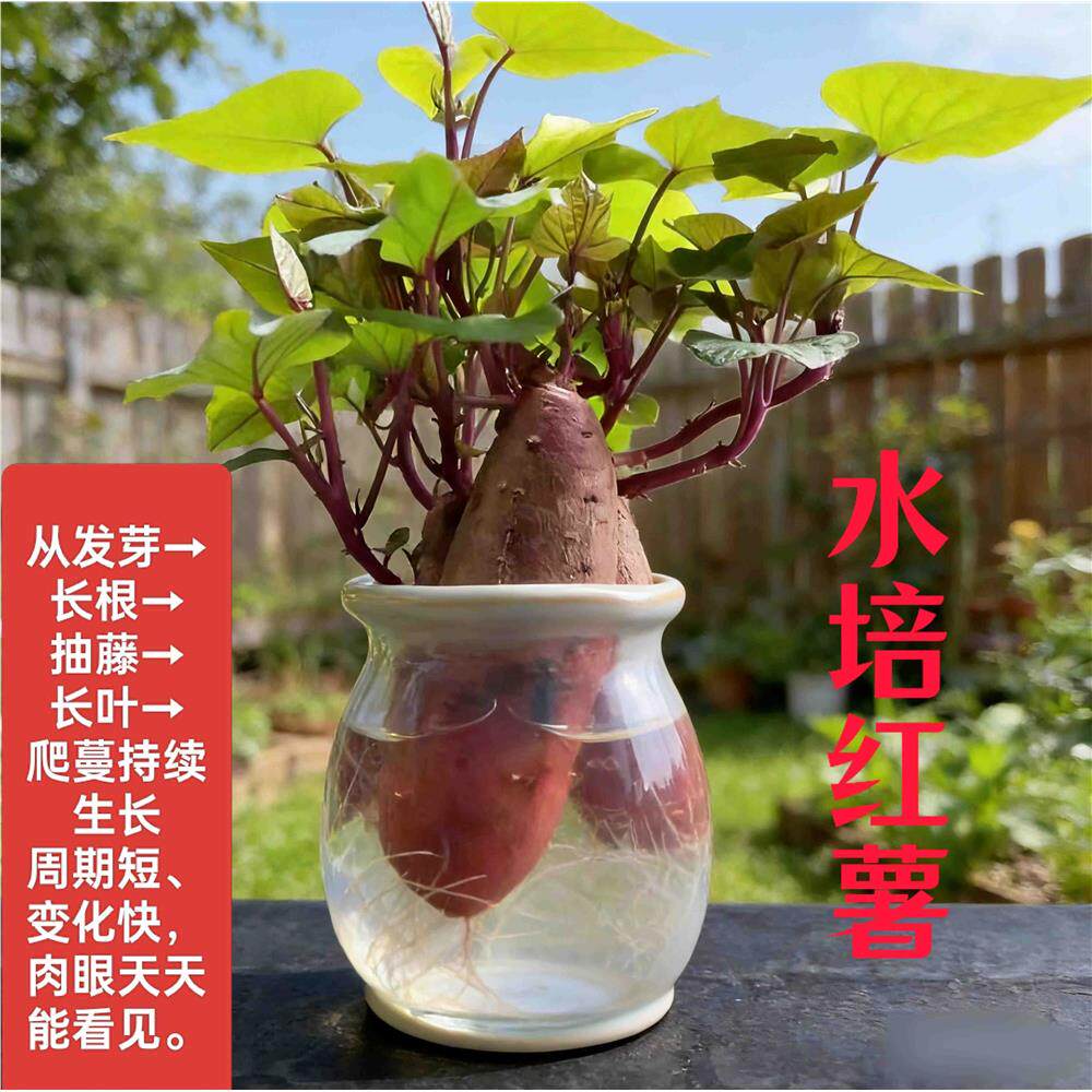 水培红薯已发芽盆栽植物幼儿学生手工作业观察植物生长带芽地瓜苗