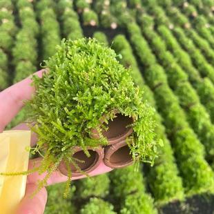 大三角莫斯三通管鱼草缸造景鱼虾躲避屋懒人增氧阴性淡水水草植物