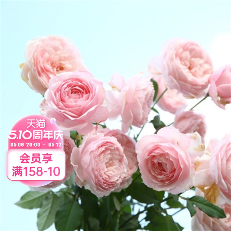 海蒂的花园美咲浓香粉色月季勤花好养阳台庭院木本花卉植物盆栽苗