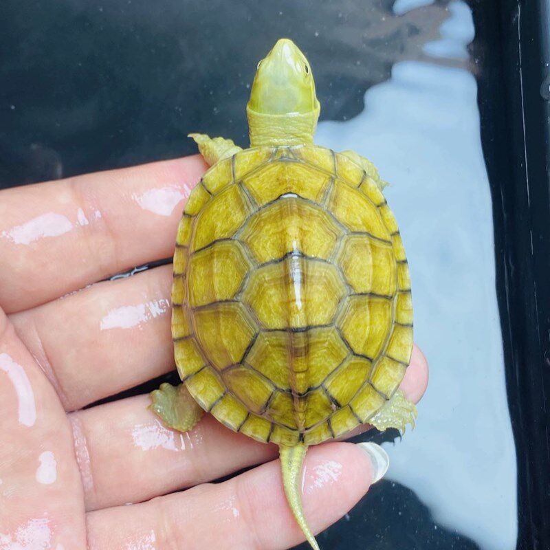小青龟 高背小青龟 宠物龟 皖南小青龟 元宝小青龟 观赏龟
