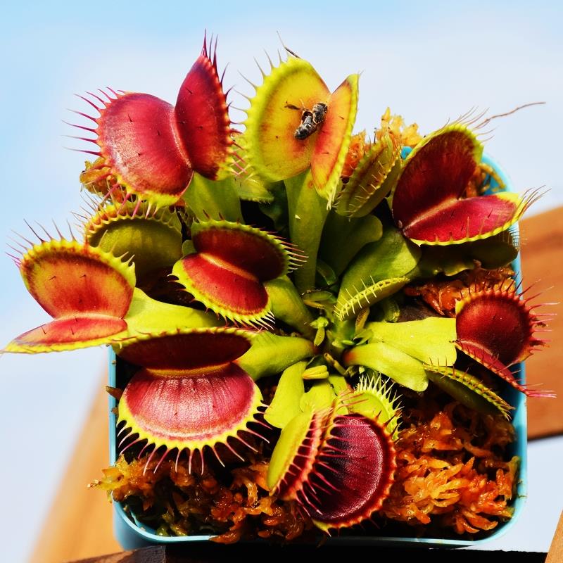 盆栽 食虫植物-B52捕蝇草(捕虫器可以长到5cm的捕蝇草）