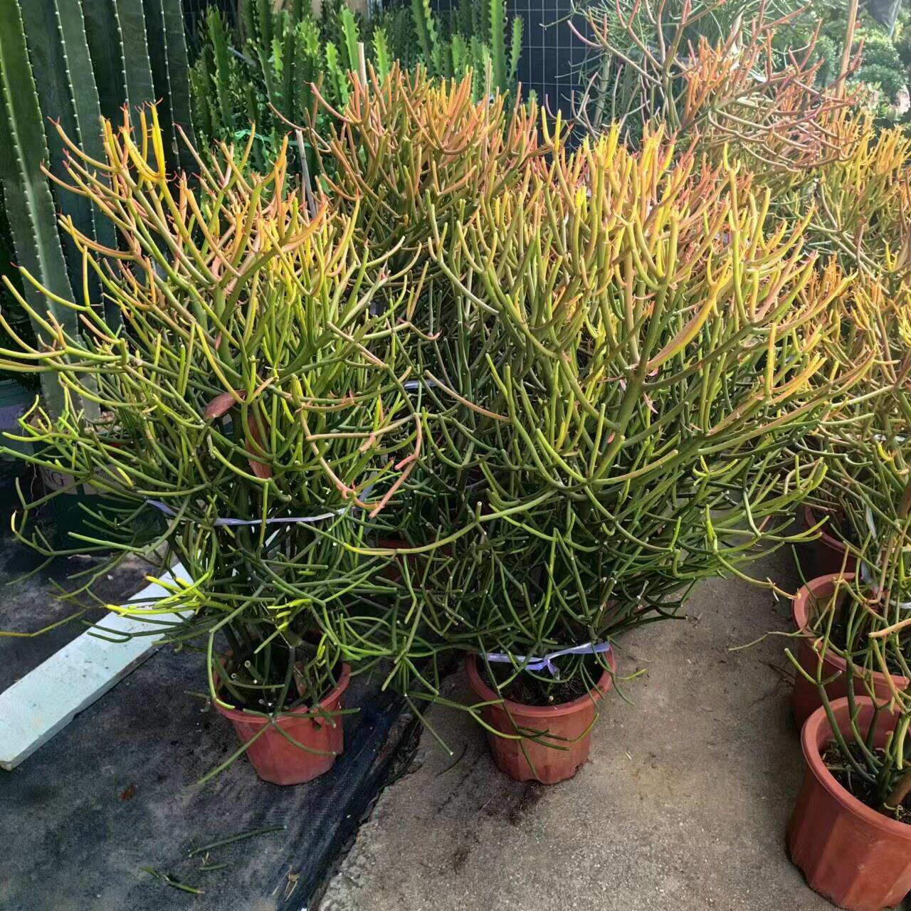 红珊瑚光棍树火焰木大戟科多肉庭院造景植物盆栽沙生植物彩珊瑚树
