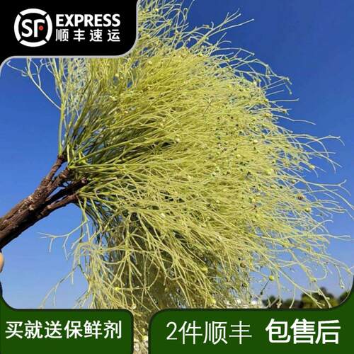 柔丝鲜切花家用客厅水培