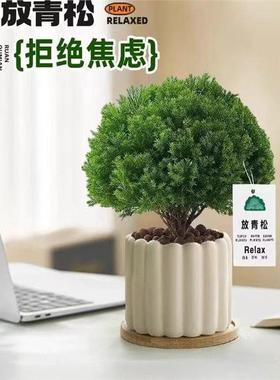 放青松绿植雾松室内小盆栽雾凇办公室桌面放轻松植物摆件四季好养