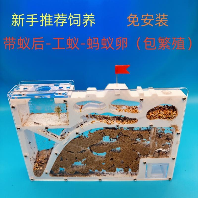 蚂蚁城堡工坊蚁后新后收