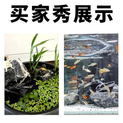 假山石鱼缸造景青龙石溪流石摆件天然真石头酸洗草缸盆景装饰